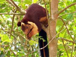 Malabar Giant squirrel or Indian Giant Squirrel in Nilgiris