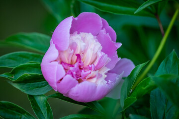 Beautiful peony on a green blurred background