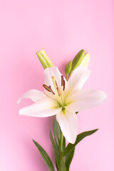 Lily flowers on pink background. Flowers composition. Flat lay, copy space, top view.