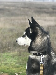 portrait of a black dog