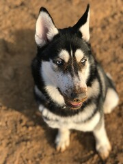 husky dog in the mud