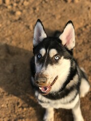 siberian husky dog portrait