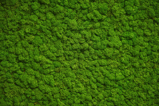 moss wall, green wall decoration made of reindeer lichen Cladonia rangiferina