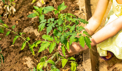 Hands of a girl plant fresh vegetables in the ground. Look after, collect, water your crop on your personal plot.