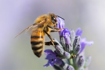 Ape su fiore di lavanda