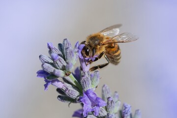 Ape su fiore di lavanda