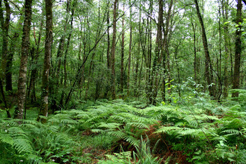 Paimpont forest, Brittany, France.