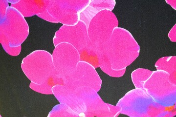 pink flower background