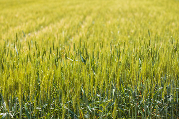 Green wheat. Sunny day. Close up. Outdoors.