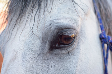 Close-up of the eye of a thrush horse. Noble look