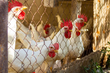 Classic white roosters with red crests on their heads