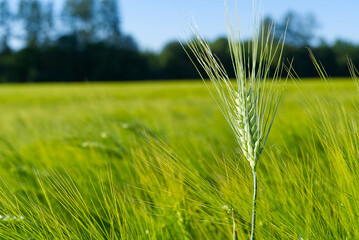 Organic field of green wheat close up. selective focus.