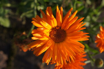 Ringelblumen im garten