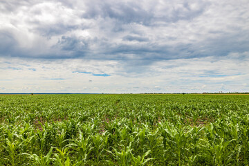Green corn maize plants on a field. Agricultural landscape