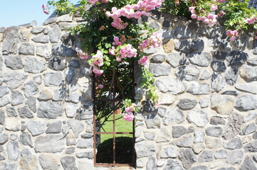 Fototapeta na wymiar rose an einer Mauer,Dornröschen