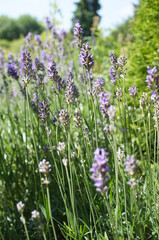 Lavendel