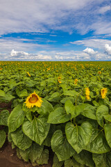 Agricultural field with a sunflower crop in early summer.