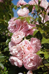 alte historische Rosa leicht Rose farben
