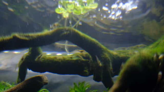 水流のある水中の風景