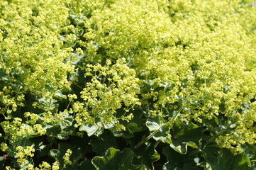 blühender Frauenmantel,Alchemilla