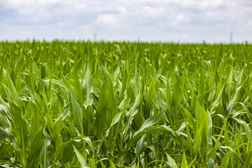 Obraz premium Green corn maize plants on a field. Agricultural landscape
