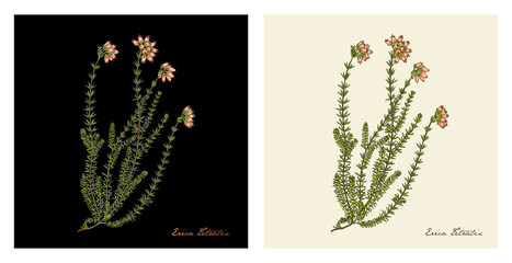 Erica carnea plant botanical vector illustration - obrazy, fototapety, plakaty