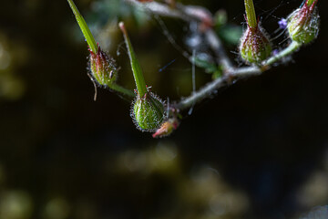 Macro photography, insects and plants in spring