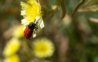 Macro photography, insects and plants in spring