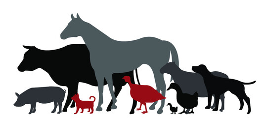 Domestic animals, farm animals vector