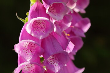 Closeup macro of beautiful purple foxglove flower (digitalis purpurea) isolated against a dark background © Simon