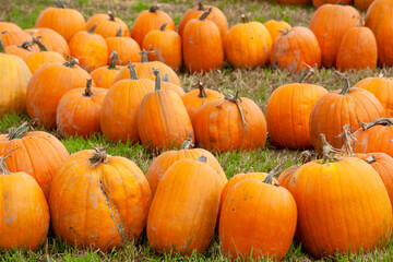 pumpkins on a farm