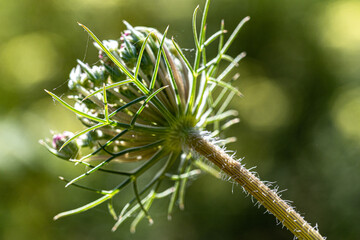 Macro photography, insects and plants in spring