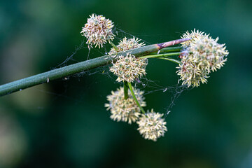 Macro photography, insects and plants in spring