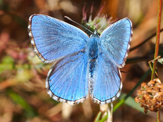 Common Blue (Polyommatus icarus)