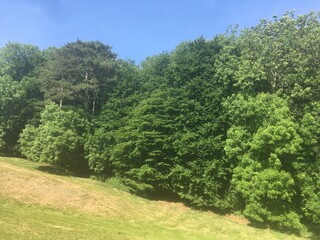 A field with green deciduous trees and blue sky