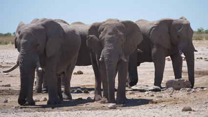 Herd of elephants around an almost dry waterhole
