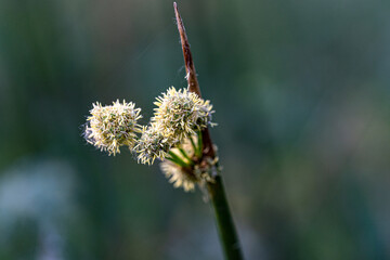 Macro photography, insects and plants in spring