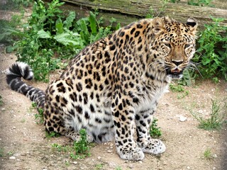 Panthera pardus orientalis sits.