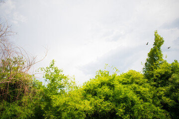 green tree and blue sky in the garden beautiful background