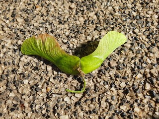 Green maple seeds on a track in a summer park