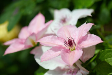 クレマチス　ピンク・ファンタジー