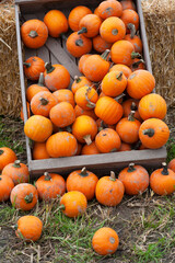 Fototapeta na wymiar pumpkins on a farm