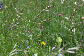 halbfette Almwiese mit gro&szlig;em Artenreichtum und vielen Grasarten, Wiesenwirtschaft f&uuml;r nachhaltige Viehzucht