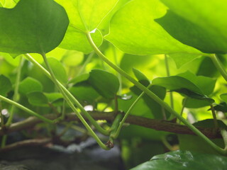 Green forest after rain showers