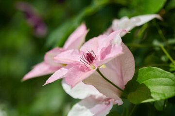 クレマチス　ピンク・ファンタジー