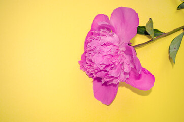 Peony flower on yellow background with copy space. Single blooming bud flat lay.