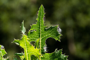 Macro photography, insects and plants in spring