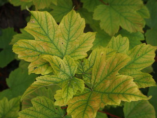 Green forest after rain showers