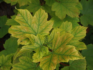 Green forest after rain showers