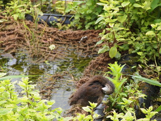 birds in wetland